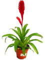 painted feather,Bromeliad, Flaming Sword,وریسیا کاریناتا
